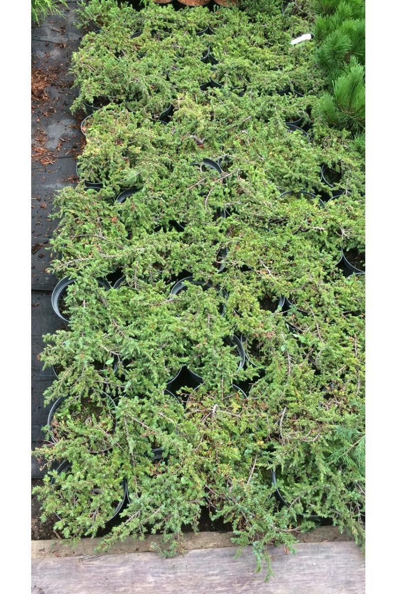 Можжевельник обыкновенный Грин Карпет (Green carpet)