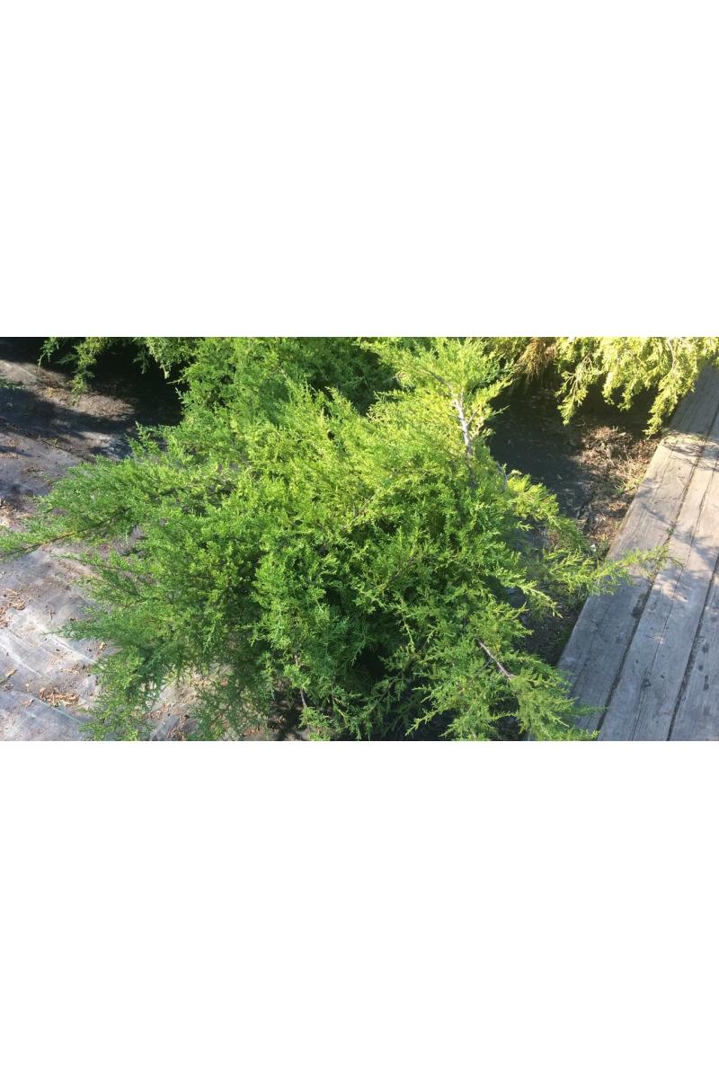 Можжевельник средний Пфитцериана Компакта (Pfitzeriana compacta)