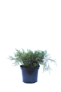 Можжевельник средний Пфитцериана Глаука (Pfitzeriana glauca)