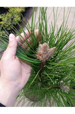 Сосна черная Пирамидалис (Piramidalis)