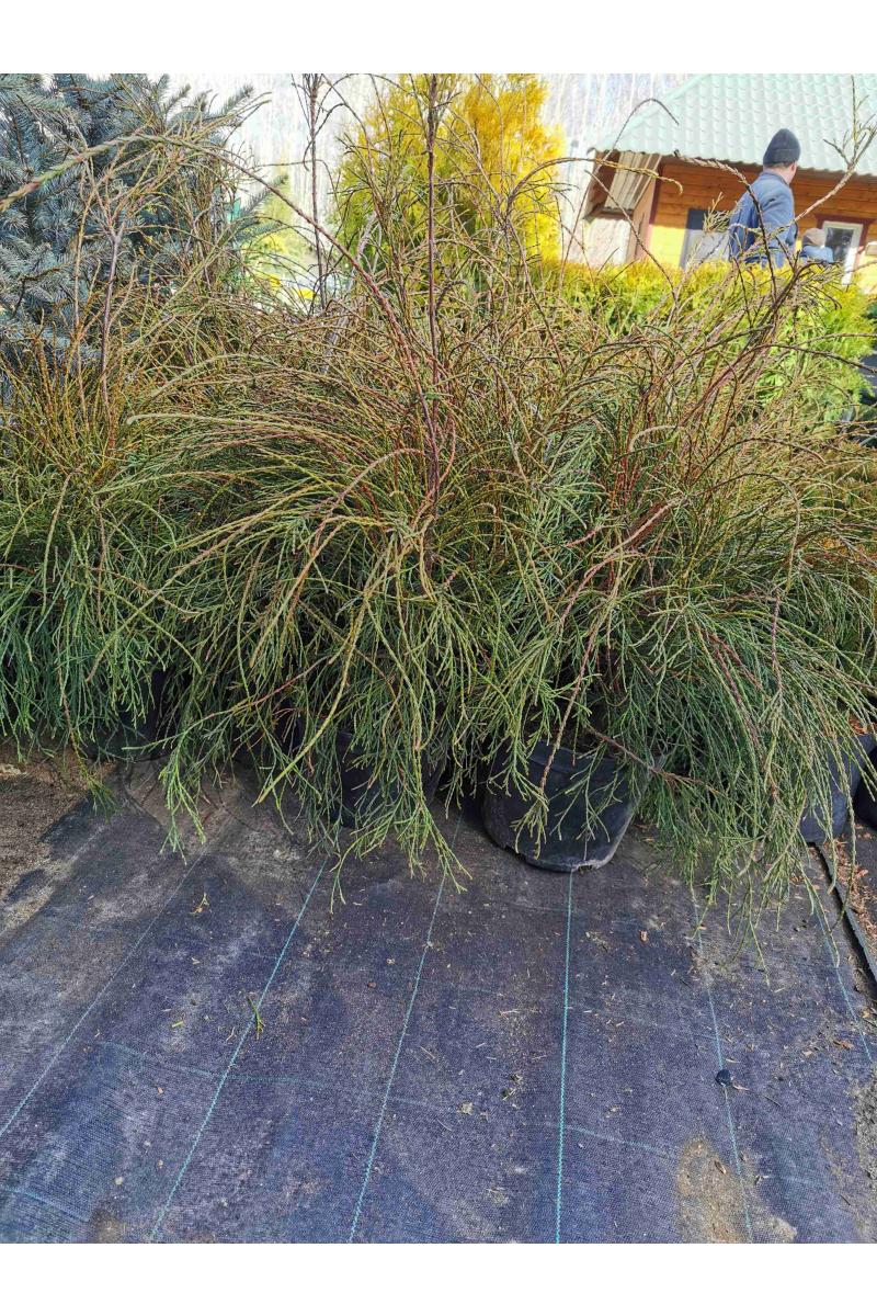 Туя западная Филиформис (Filiformis)