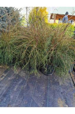 Туя западная Филиформис (Filiformis)