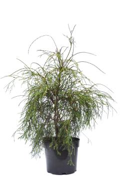 Туя западная Филиформис (Filiformis)