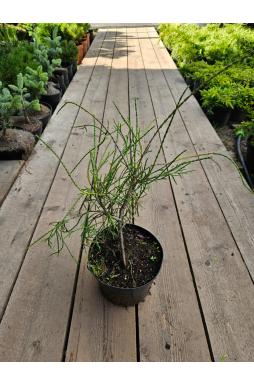 Туя западная Филиформис (Filiformis)
