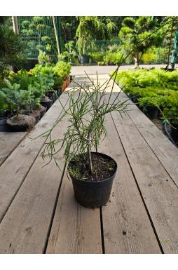 Туя западная Филиформис (Filiformis)