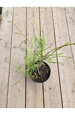Туя западная Филиформис (Filiformis)