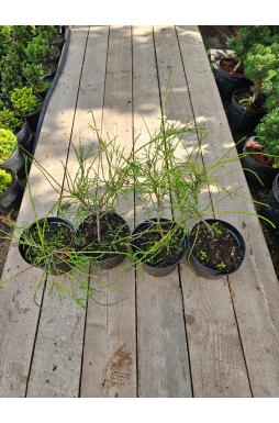 Туя западная Филиформис (Filiformis)