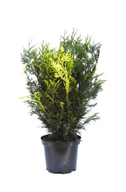 Туя западная Вудварди (Woodwordii)