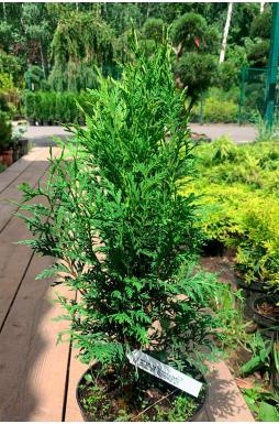 Туя западная Вудварди (Woodwordii)
