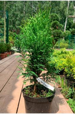 Туя западная Вудварди (Woodwordii)