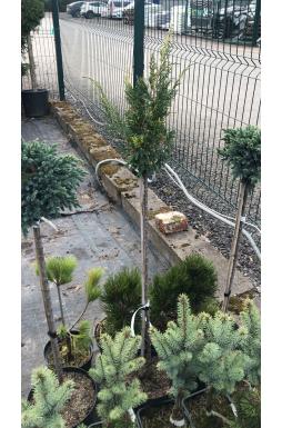 Можжевельник китайский Плюмоза Ауреа Вариегата на штамбе (Plumosa aureovarigata Pa)