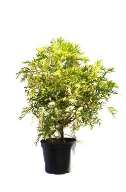 Туевик долотовидный Вариегата (Variegata)