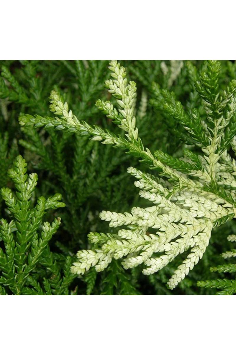 Туевик долотовидный Вариегата (Variegata) Туевик долотовидный Вариегата (Variegata)