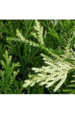 Туевик долотовидный Вариегата (Variegata)