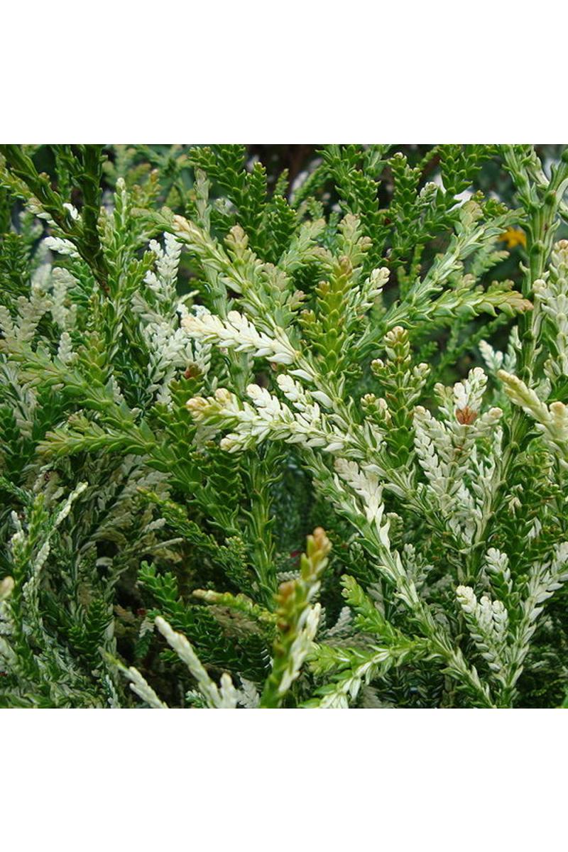 Туевик долотовидный Вариегата (Variegata) Туевик долотовидный Вариегата (Variegata)