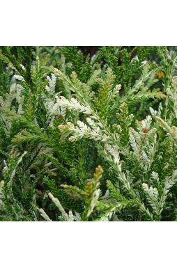 Туевик долотовидный Вариегата (Variegata)