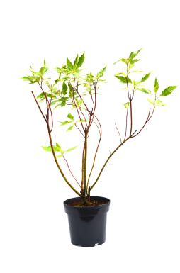 Дерен белый Сибирика Вариегата (Sibirica Variegata)