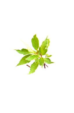 Дерен белый Сибирика Вариегата (Sibirica Variegata)