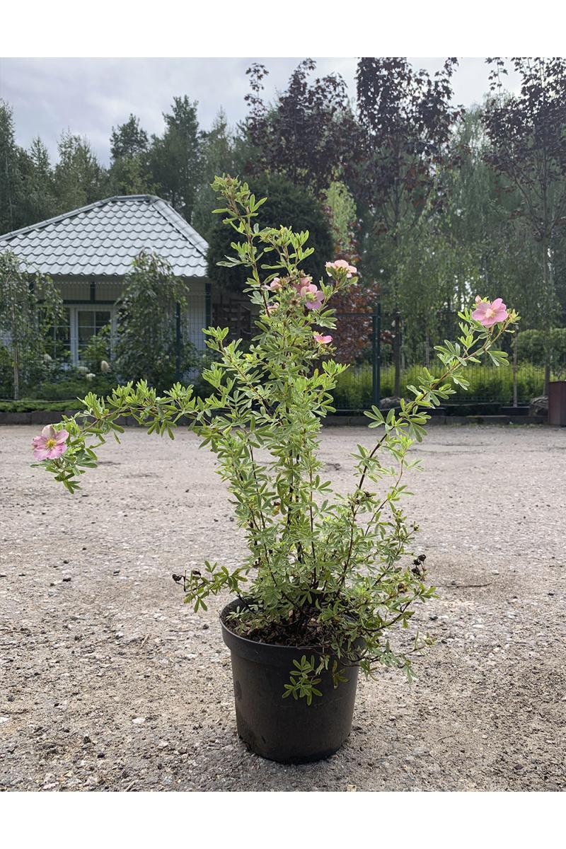 Лапчатка кустарниковая Лавли Пинк (Lovely pink)