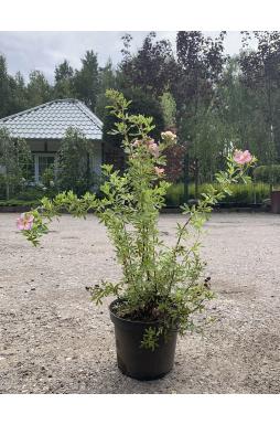 Лапчатка кустарниковая Лавли Пинк (Lovely pink)