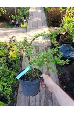 Лапчатка кустарниковая Лавли Пинк (Lovely pink)