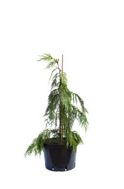 Кипарисовик нутканский Пендула (Pendula)