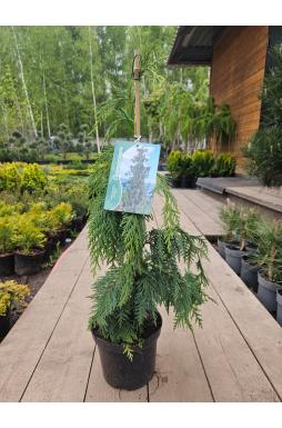 Кипарисовик нутканский Пендула (Pendula)