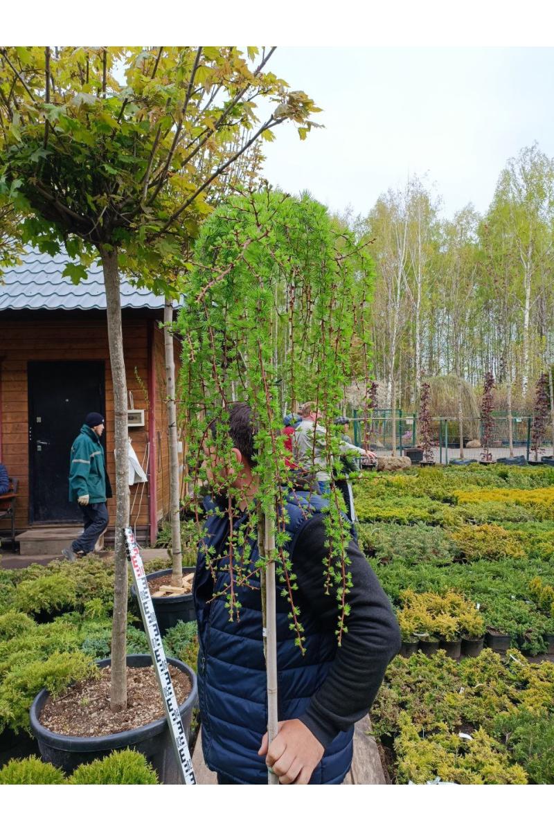 Лиственница европейская Пендула (Pendula Pa) Лиственница европейская Пендула (Pendula Pa)