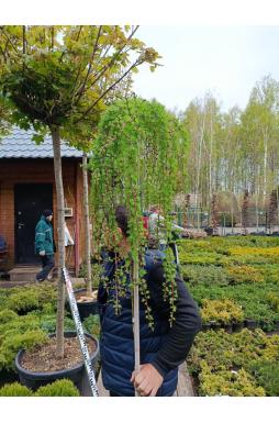 Лиственница европейская Пендула (Pendula Pa)