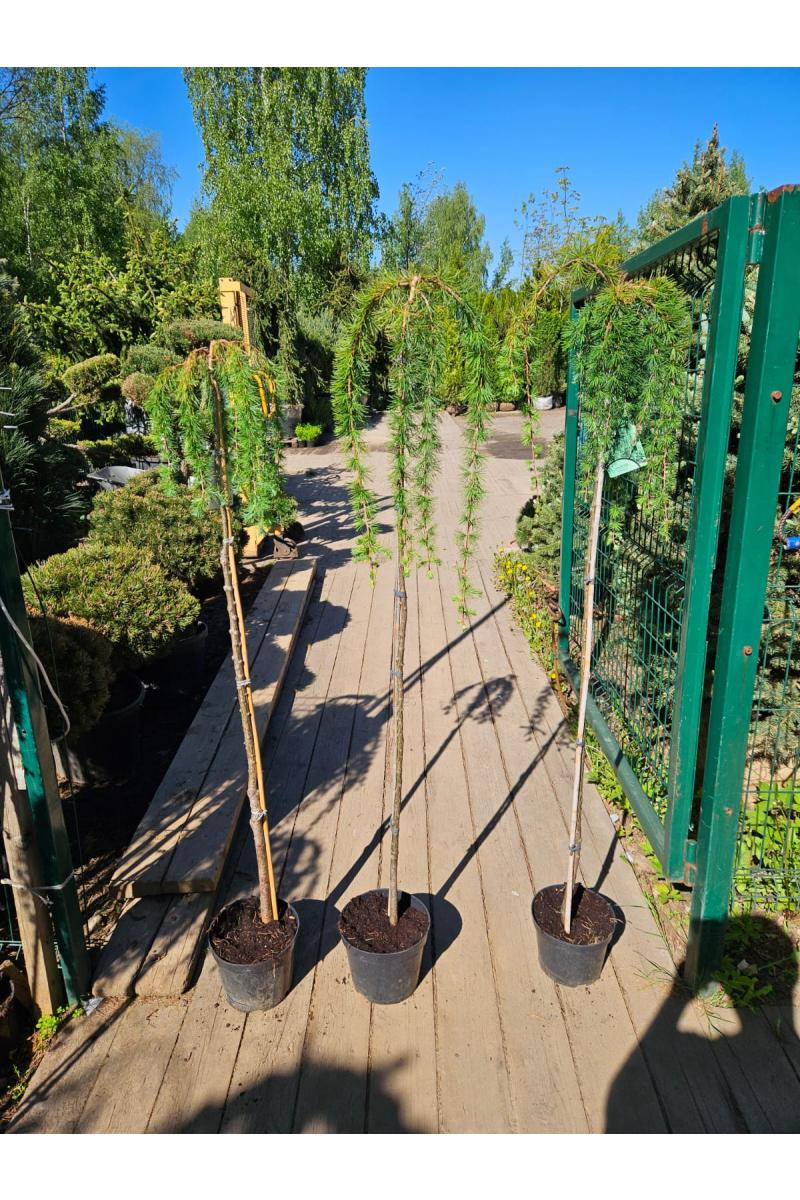 Лиственница европейская Пендула (Pendula Pa) Лиственница европейская Пендула (Pendula Pa)