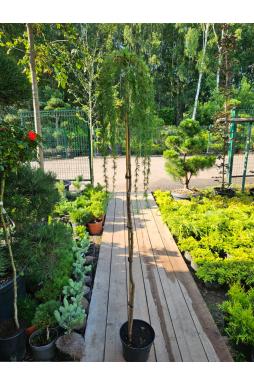 Лиственница европейская Пендула (Pendula Pa)