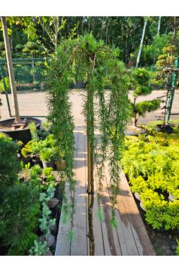Лиственница европейская Пендула (Pendula Pa)