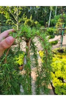 Лиственница европейская Пендула (Pendula Pa)