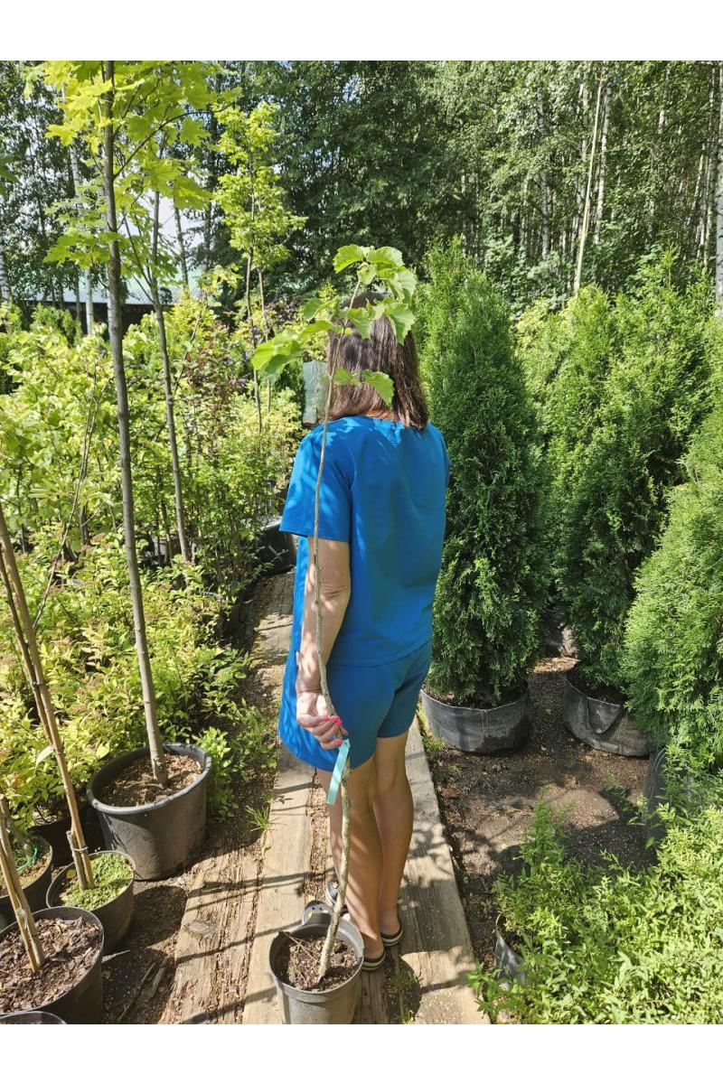 Лещина древовидная