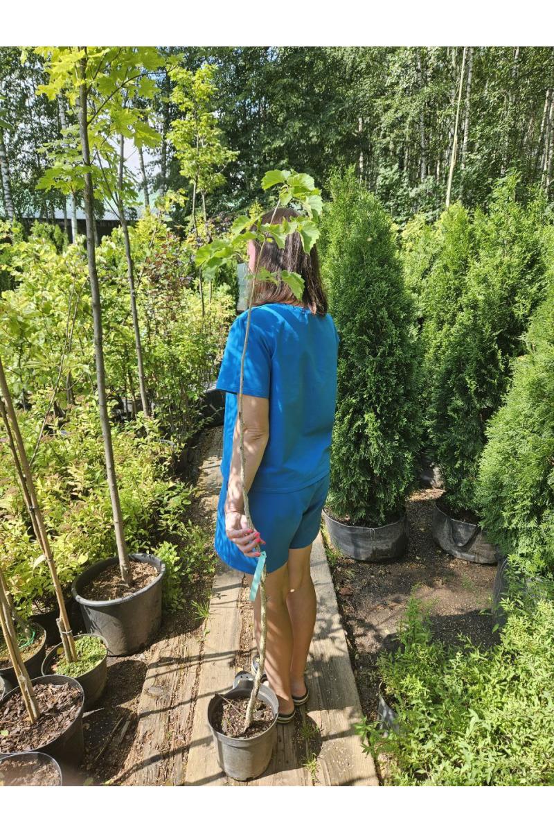Лещина древовидная
