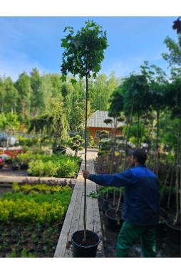 Клен остролистный Глобозум (Globosum)
