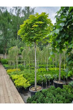 Клен остролистный Глобозум (Globosum)