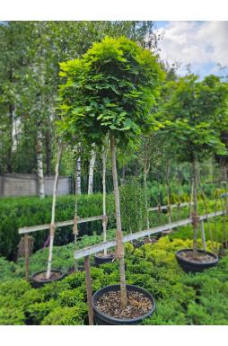 Клен остролистный Глобозум (Globosum)