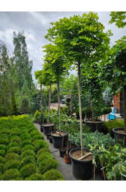Клен остролистный Глобозум (Globosum)