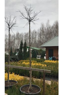 Липа мелколистная Грин Глобе (Green Globe)
