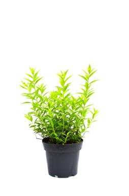 Спирея японская Альбифлора (Albiflora)
