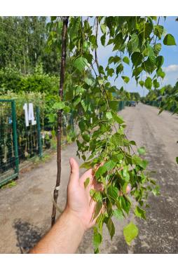 Береза Юнги (Youngii)