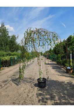 Береза Юнги (Youngii)