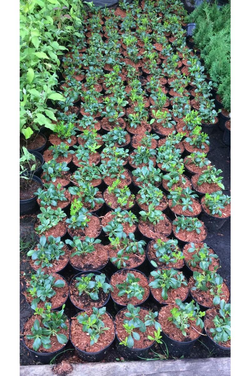 Пахизандра верхушечная Грин Карпет (Green Carpet)