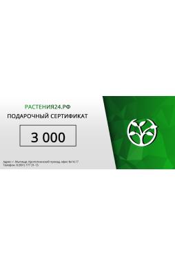 Подарочный сертификат на 3000 рублей