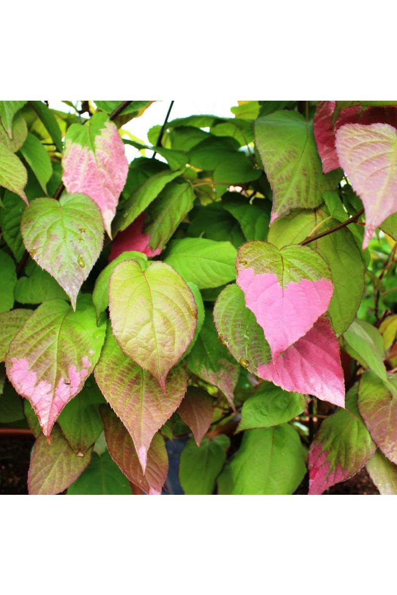 Актинидия коломикта Адам (Adam) Актинидия коломикта Адам (Adam)