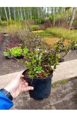 Вейгела Фоллис Пурпуреус (Foliis Purpureis)