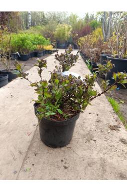Вейгела Фоллис Пурпуреус (Foliis Purpureis)