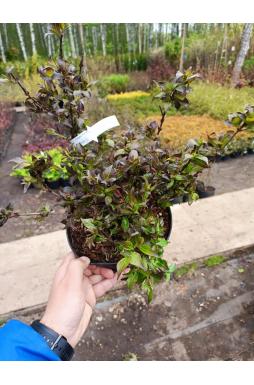 Вейгела Фоллис Пурпуреус (Foliis Purpureis)