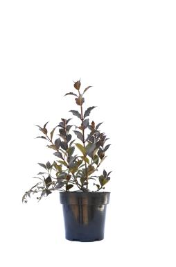 Вейгела Фоллис Пурпуреус (Foliis Purpureis)